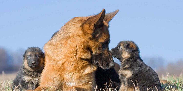 Why Does My Dog Nibble At My Puppy