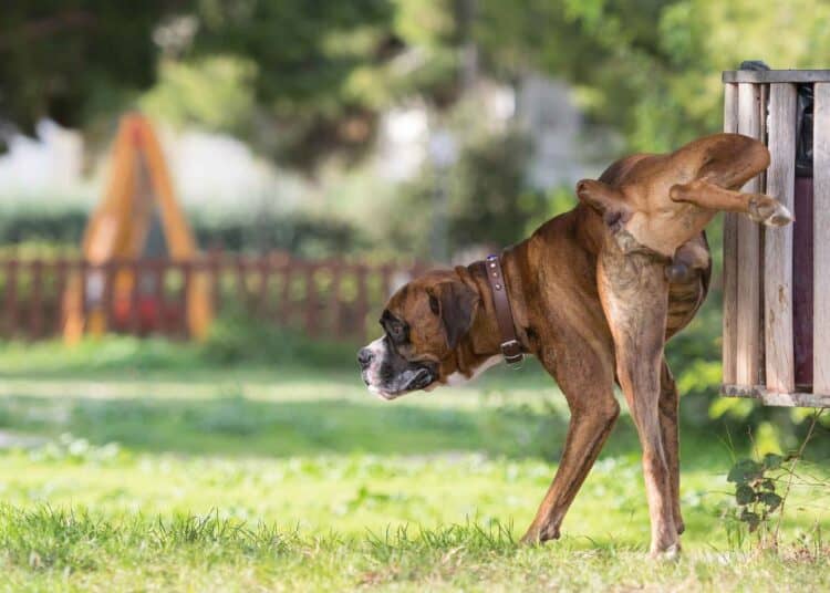How To Train A Puppy Not To Bark Dog Corner
