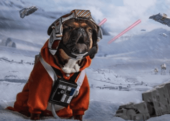 star wars dog names
