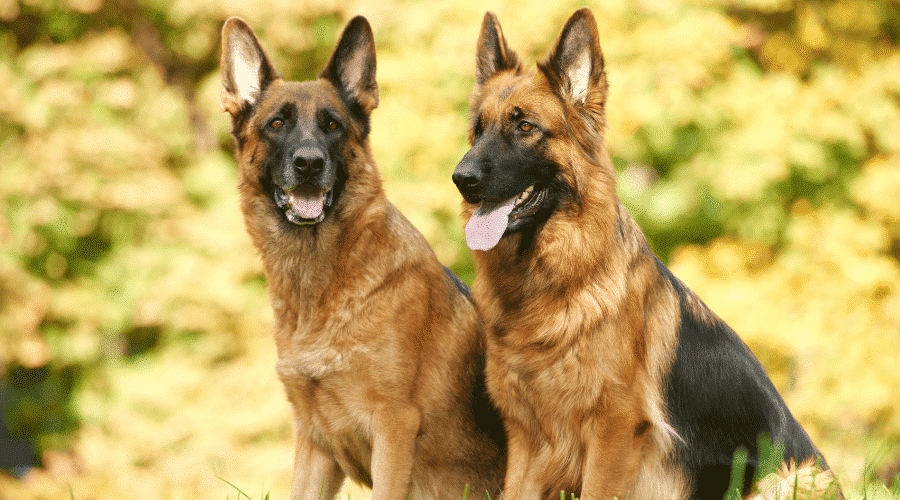 German Shepherds dog breeds like wolf