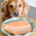 dog with salmon