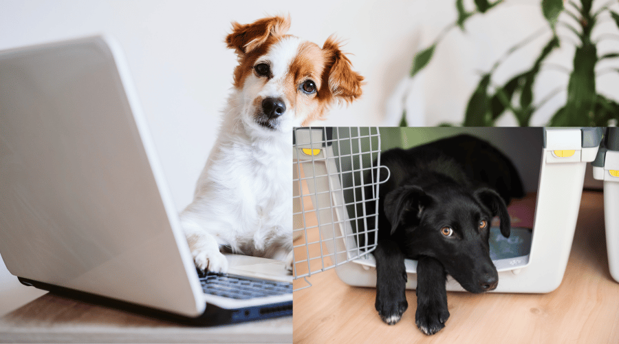 Dog Peeing In The Crate Suddenly Dog Corner