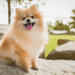 How Long Do Pomeranians Live
