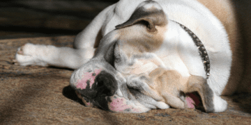 why do dogs snore