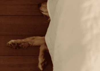 Why Does My Dog Sleep Under My Bed