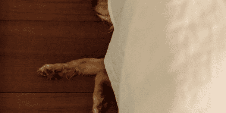 Why Does My Dog Sleep Under My Bed