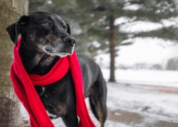 How Cold Is Too Cold For Dogs