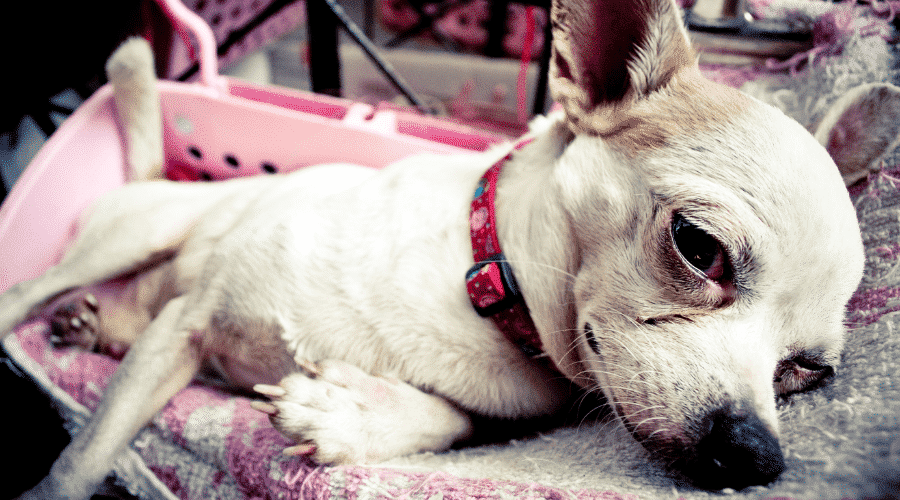 What Foods Can Kill Dogs Dog Corner