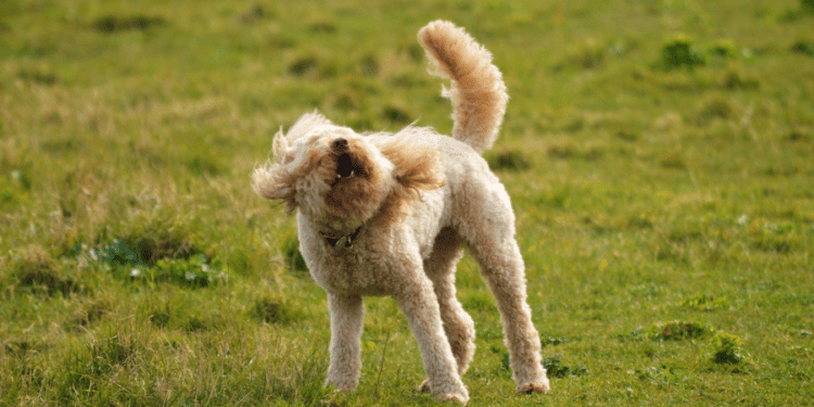 Why Do Dogs Shake Off Sometimes