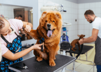 How Much To Tip Dog A Dog Groomer
