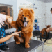 How Much To Tip Dog A Dog Groomer