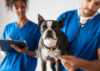 How Often Should I Take My Dog To The Vet