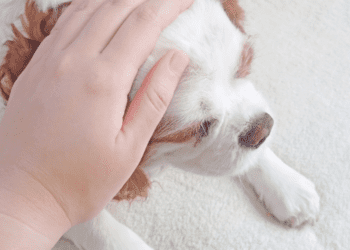 Why Do Dogs Like To Be Pet