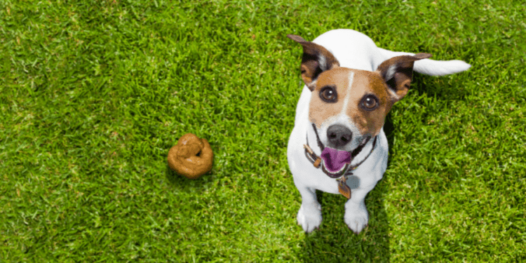 How Long Does It Take Dog Poop to Decompose