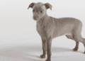 Adopt Greyhounds puppy