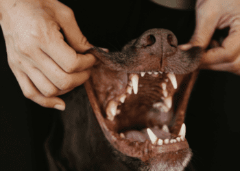 How To Clean Dog Teeth Without Brushing