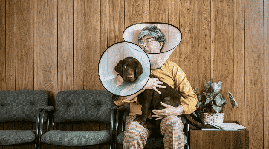 When to take the cone off the dog
