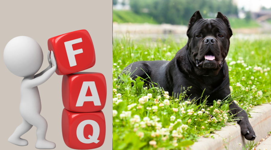 Frequently Asked Questions about Cane Corso