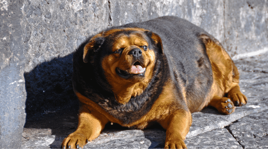 A dog suffering from excess weight gain