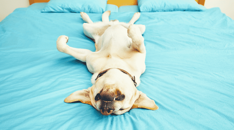 dog lying on bed