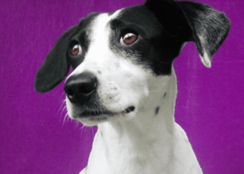 How To Make A Dog Horny