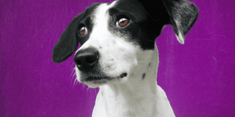 How To Make A Dog Horny