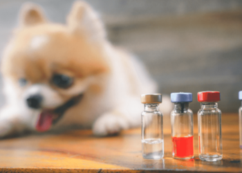 Dog Acting Weird After Rabies Shot