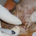 Dog Ear Mites