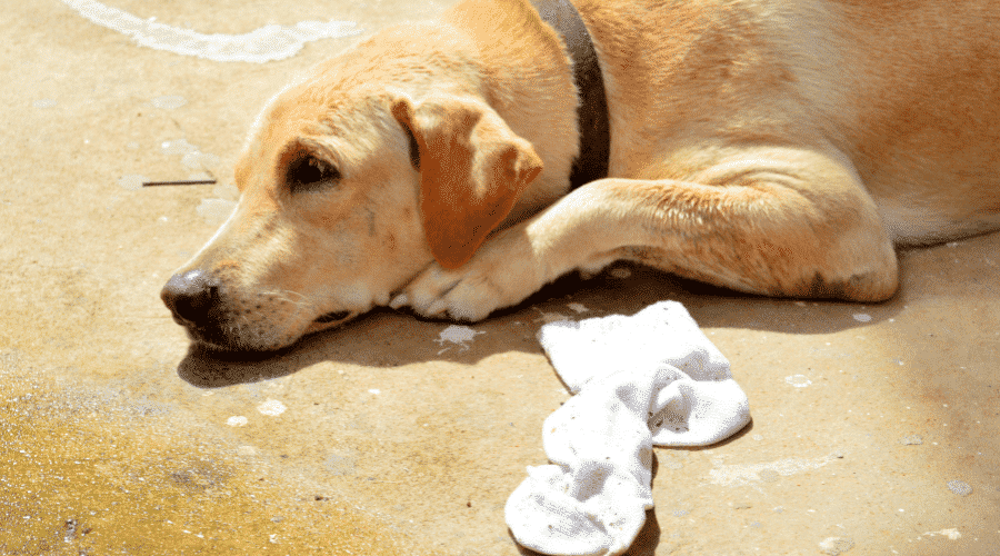 Dog Ate a Sock But Is Acting Normal Dog Corner