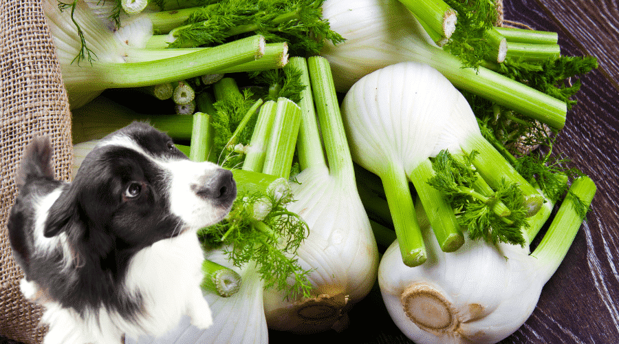 What Part of Fennel Can Dogs Eat