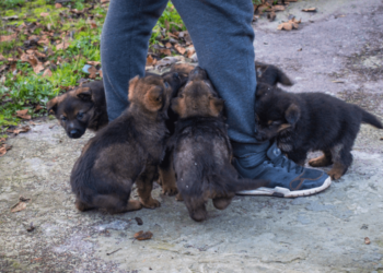 Puppies Can a German Shepherd