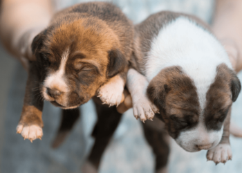 How Many Puppies Can a Pitbull have