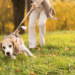 Essential Tips For Dog Walking