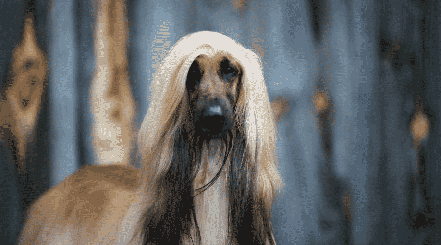 Afghan Hound dog breeds long ears