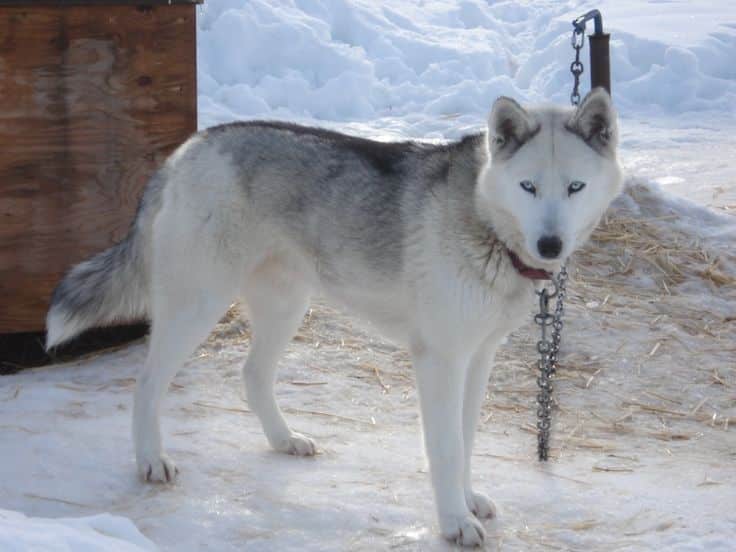 Kugsha dog breed like wolf
