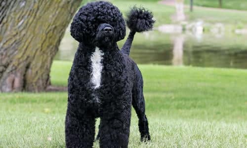 Portuguese Water Dogs
