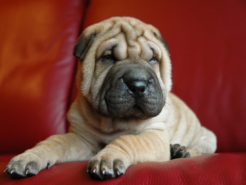Mini Walrus Dog Facts And Details Dog Corner