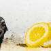 Can Dogs Drink Lemon Water