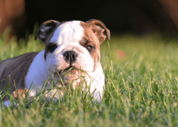 Puppies Eating Grass