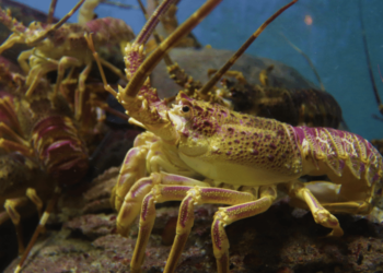 Dogs Can Eat Lobster