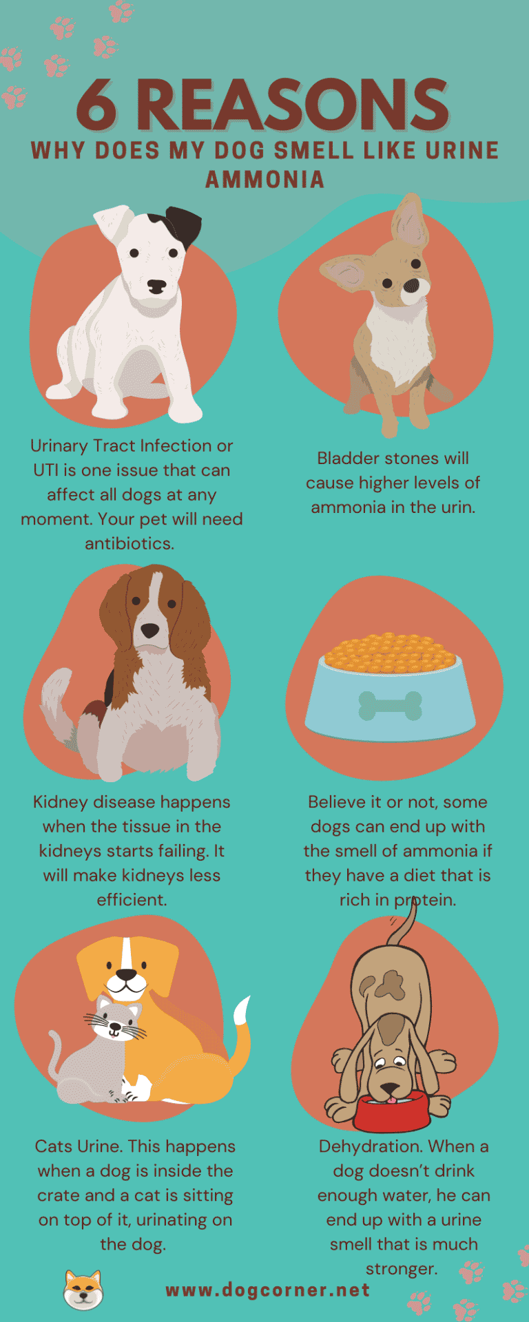 Why Does My Dog Smell Like Urine Ammonia? Dog Corner