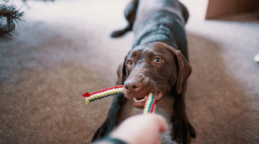 Crinkle Toys Are Beneficial For Your Dog