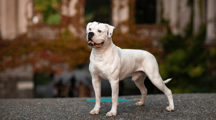 American Bulldog dog breed banned in the USA