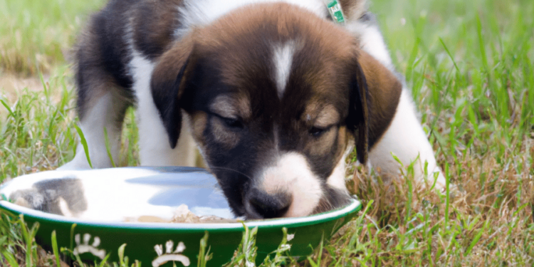 Should You Feed Puppies 3 Times Per Day