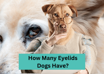 How Many Eyelids Dogs Have