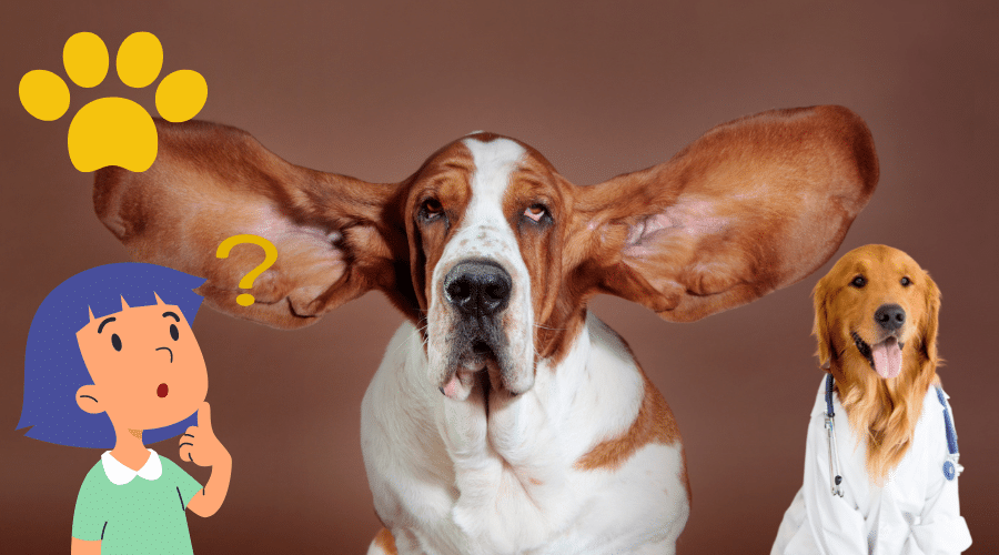 Why Dog's Ears Are So Soft