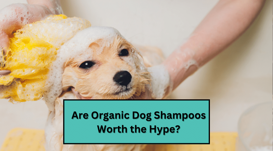 Are Organic Dog Shampoos Worth the Hype? Dog Corner
