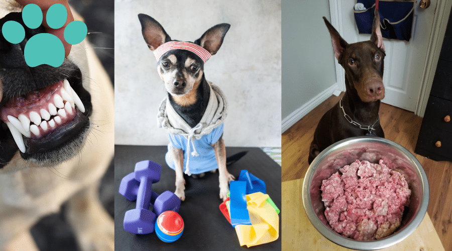 health and well-Being Life Hacks for Blissful Dog Owners