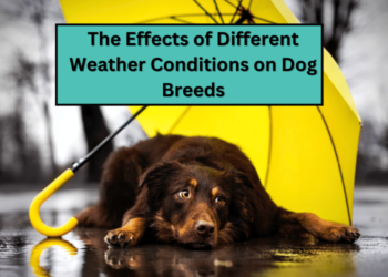 The Effects of Different Weather Conditions on Dog Breeds