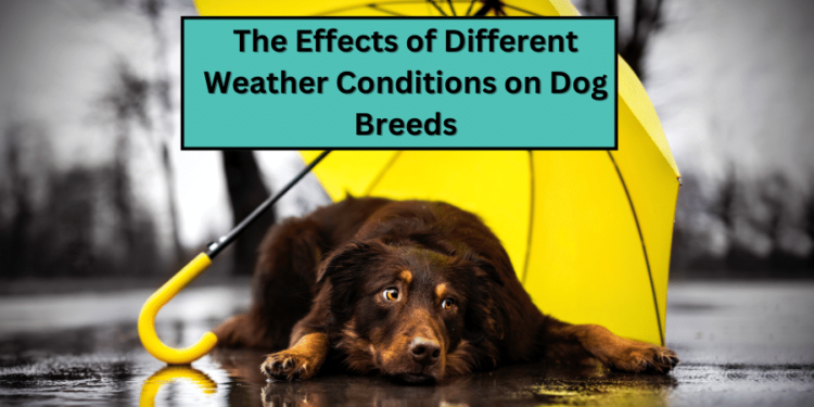 The Effects of Different Weather Conditions on Dog Breeds